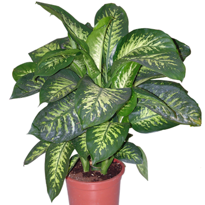 Saksı 20 Tropic